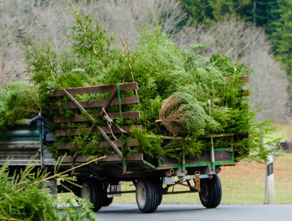 Grow your Tree Branch Hauling business