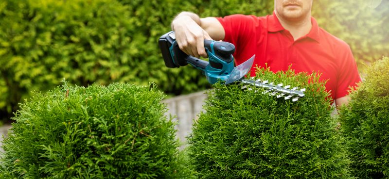 Hedge Removal Service in Honolulu, HI
