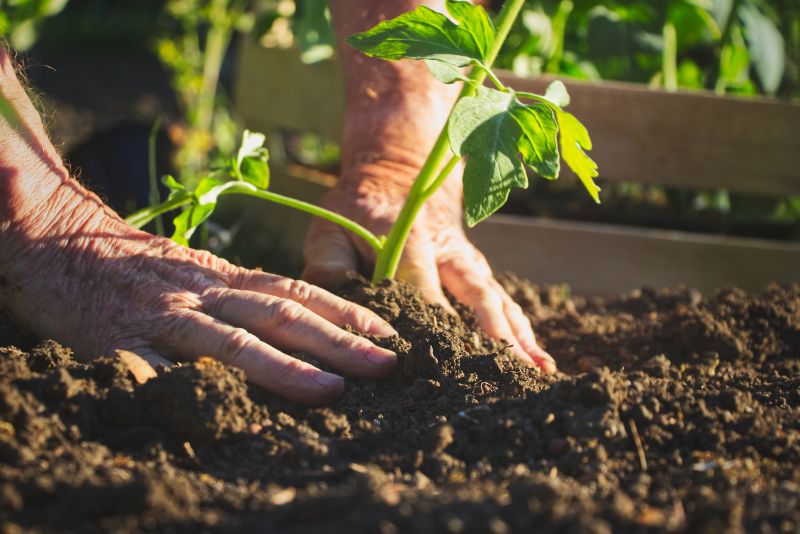 Perennials Planting in Honolulu, HI
