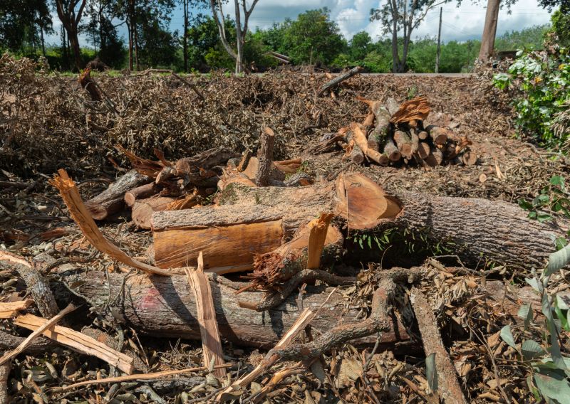 Tree Branch Disposal in Honolulu, HI