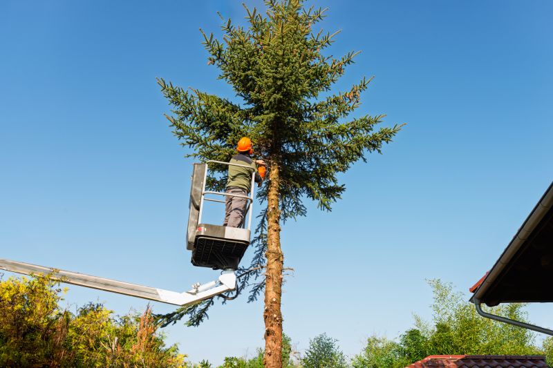Seasonal Tree Maintenance