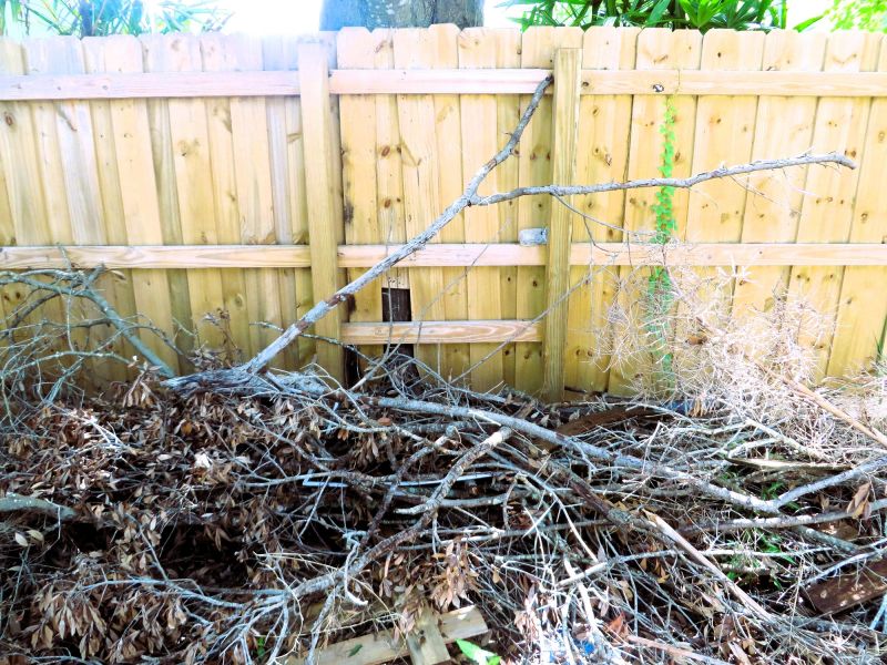 Tree Branches Removal in Ventura County, CA